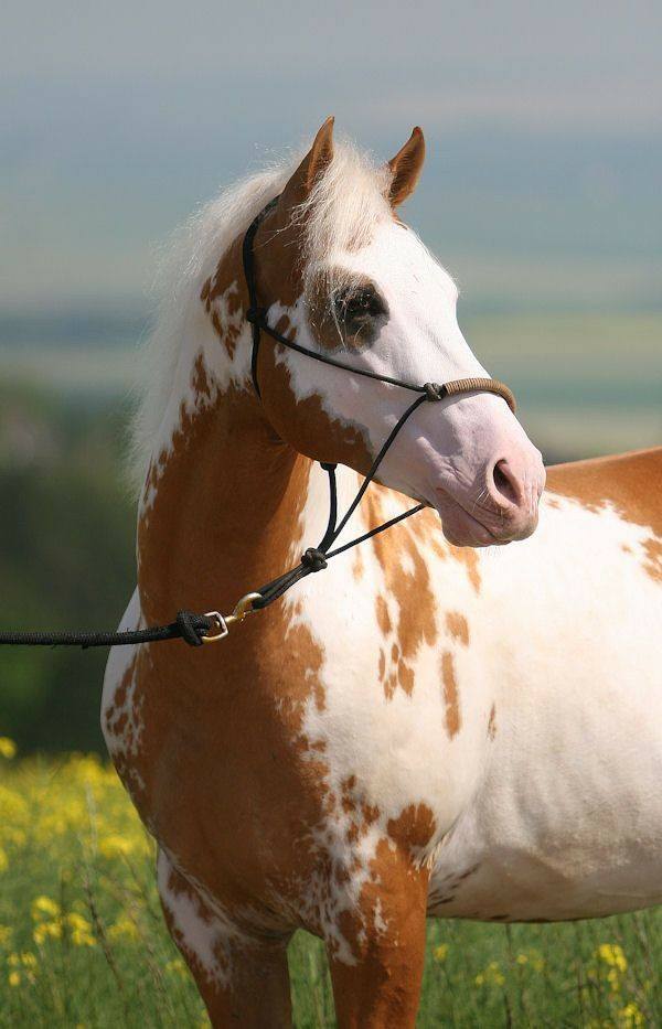 Palomino Paint Stallion